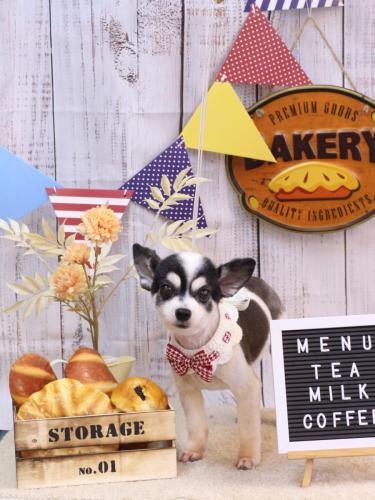 20240905ロミオくん